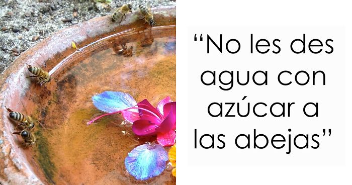 8 Pequeñas acciones que puedes llevar a cabo para ayudar a las abejas a sobrevivir