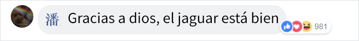 Este zoo confirma que el jaguar que atacó a una mujer que intentaba hacerse un selfie con él no será sacrificado