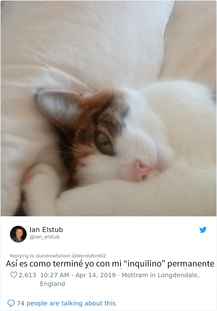 Este hombre recuperándose de una operación se despierta con un gato desconocido acurrucado encima suyo