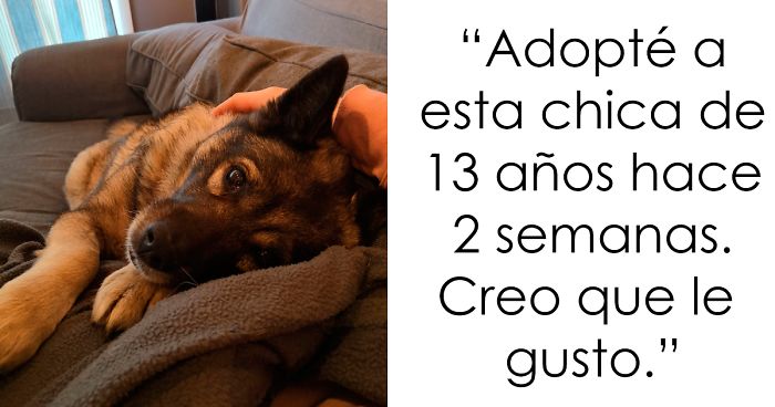 30 Reconfortantes fotos de perros ancianos que aún son buenos chicos