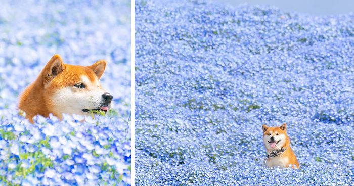 Este Shiba Inu es el chico más mono de Japón y sus 19 fotos hacen a la gente muy feliz