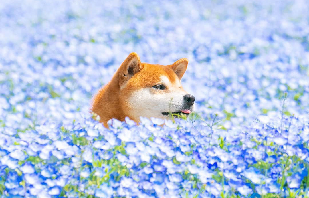 Este Shiba Inu es el chico más mono de Japón y sus 19 fotos hacen a la gente muy feliz