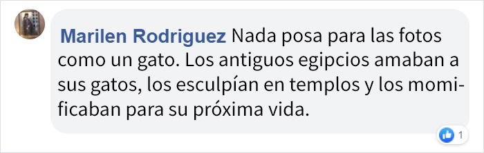 Esto es lo que ocurre cuando un fotógrafo te cuida al gato (10 imágenes)