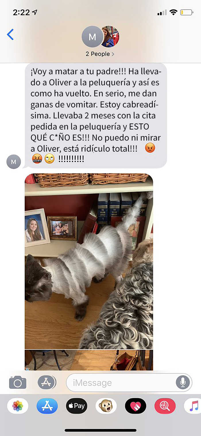 Este padre llevó al gato familiar a la peluquería y volvió con algo que parece un gato acordeón