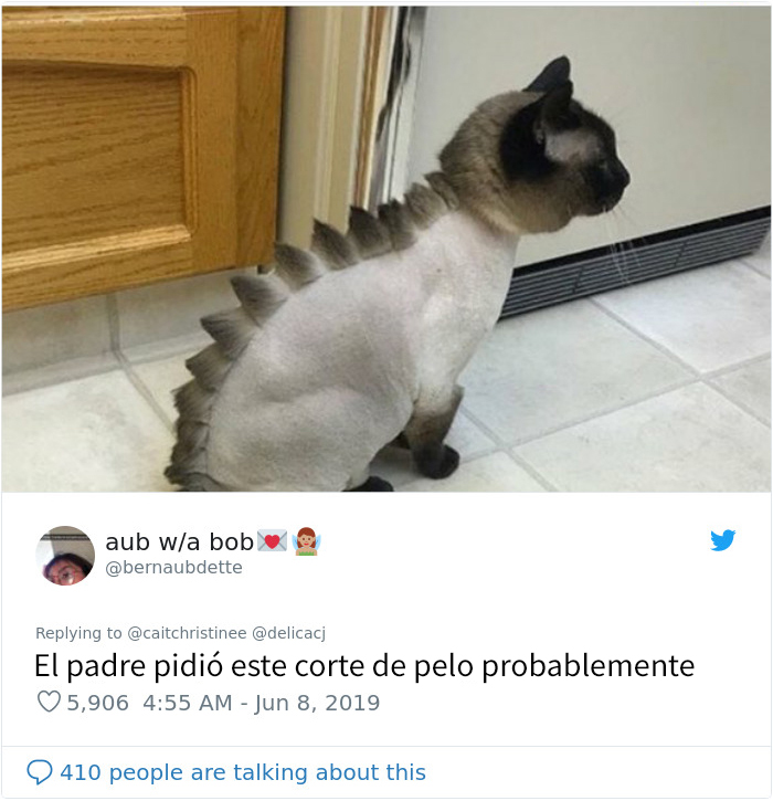 Este padre llevó al gato familiar a la peluquería y volvió con algo que parece un gato acordeón