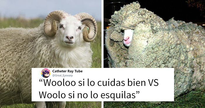 Peta usa al pokemon Wooloo para que la Gente deje de vestir lana, y se burlan de ellos