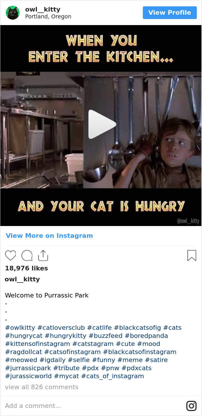 Cuando Entras A La Cocina Y Tu Gato Tiene Hambre