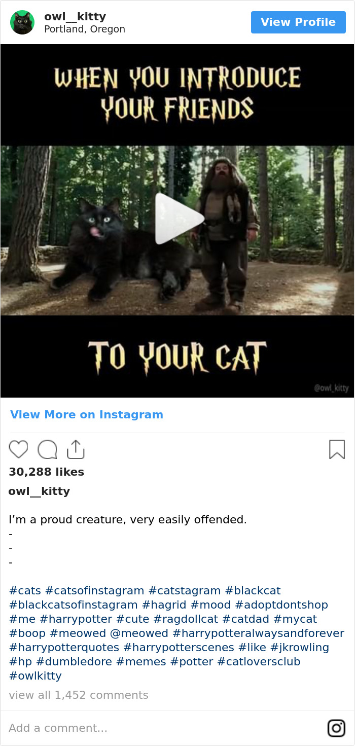 Cuando Les Presentas A Tus Amigos A Tu Gato