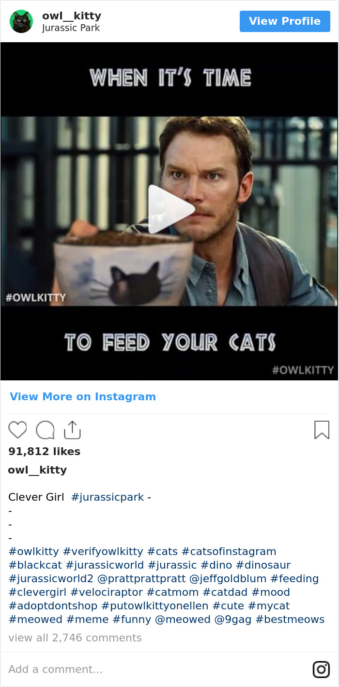 Cuando Es Hora De Dar De Comer A Tus Gatos