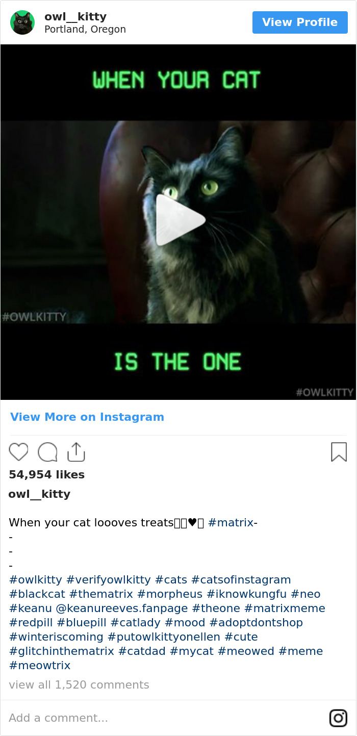 Cuando Tu Gato Es El Elegido