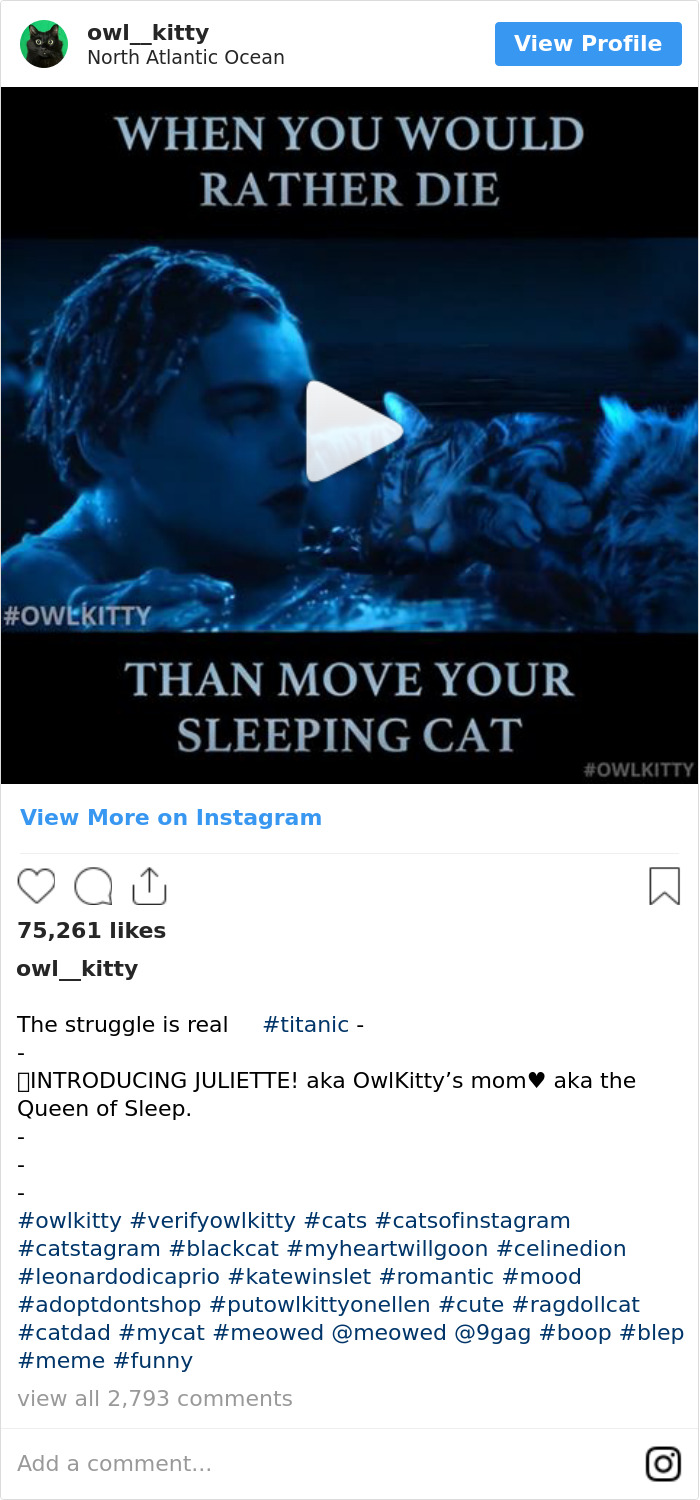 Cuando Prefieres Morir A Mover A Tu Gato Dormido