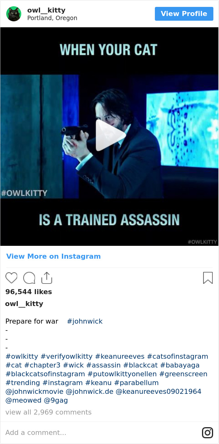 Cuando Tu Gato Es Un Asesino Entrenado