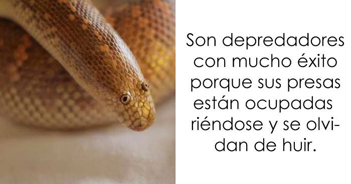 El animal que posiblemente tenga el aspecto más risible del mundo parece el dibujo de un niño que ha cobrado vida