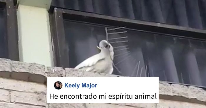 Esta cacatúa enfadada arrancó unos pinchos anti-pájaros y los tiró al suelo
