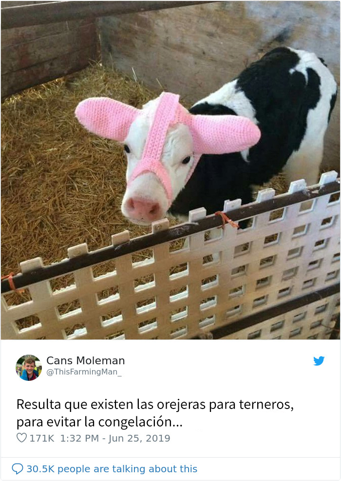 Resulta que los granjeros protegen a sus terneros con orejeras para que no se congelen, y es adorable