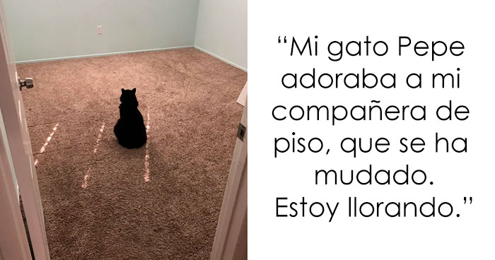 20 Reconfortantes imágenes de gatos que te animarán el día