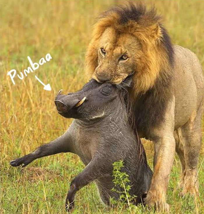 El Rey León