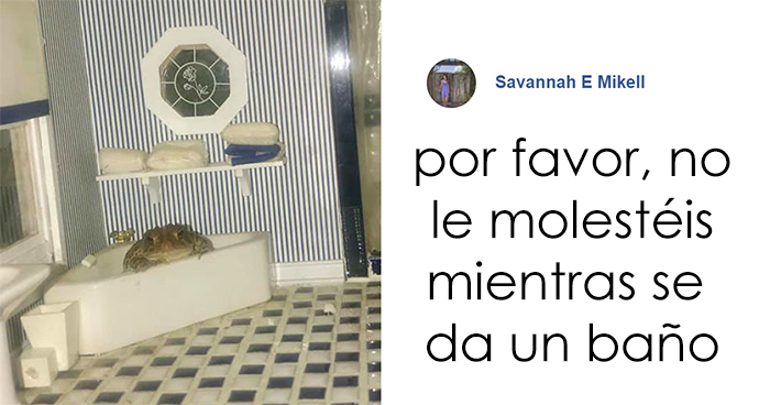 Esta mujer fotografía a su sapo haciendo cosas en una casa de muñecas, y a la gente le encanta (8 fotos)