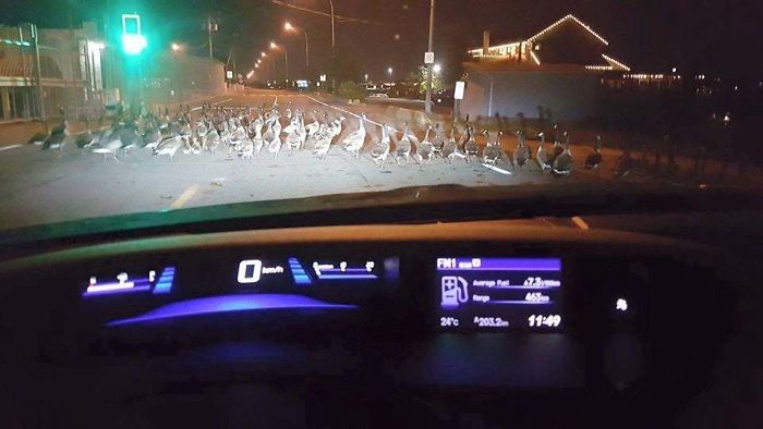 Volviendo A Casa En Canadá, Cuando...