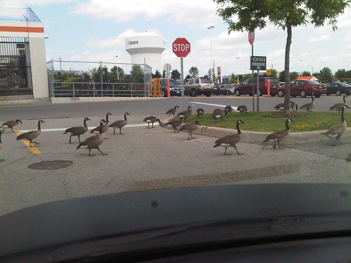 Estos Malditos Canadienses Actuando Como Si Fueran Los Dueños Del Lugar