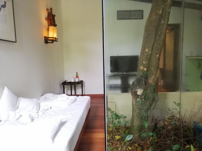 Este Hotel Tenía Un Árbol En Medio De La Habitación