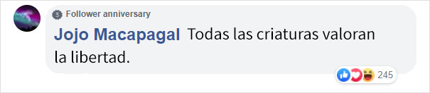 Un visitante del zoo vio a este mono afilando una roca y usándola luego para quebrar el recinto de cristal
