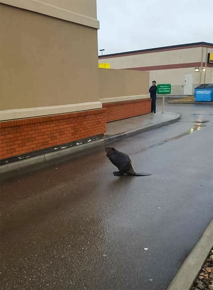 Solo En Vancouver Podría Un Castor Bloquear El Autorrestaurante De Tim Horton's