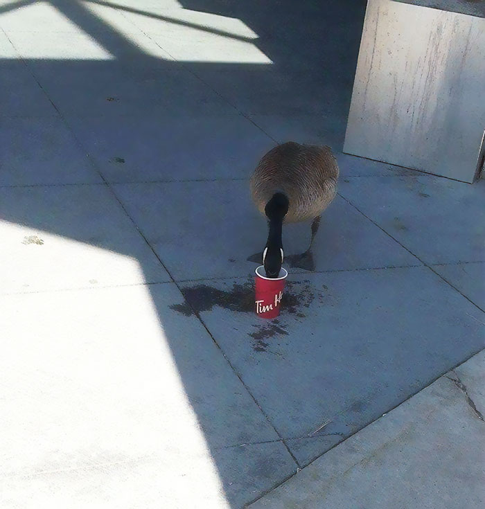 Esto Es Lo Más Canadiense Que Haya Visto