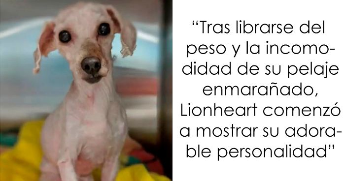 Este perro pasó 2 años viviendo bajo una cama, pero lo salvaron y sufrió un cambio radical (7 fotos)
