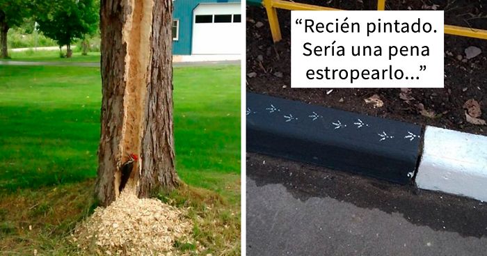 40 Aves portándose mal y siendo avergonzadas en internet