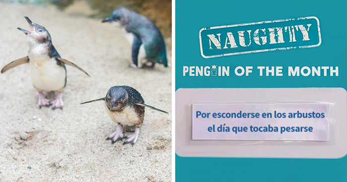 Este acuario elige al pingüino más «malo» cada mes, y sus «crímenes» son muy divertidos