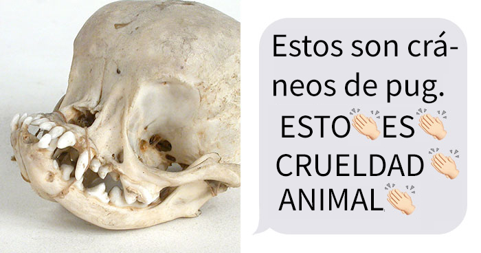 Esta comparación de cráneos de perro muestra por qué es crueldad animal adquirir pugs de pura raza