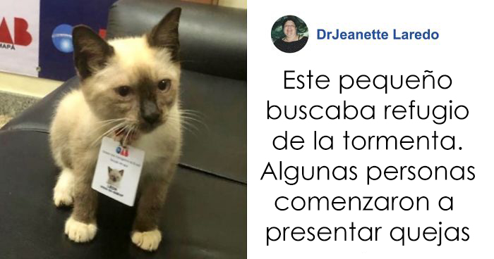 La gente comenzó a presentar quejas sobre un gatito callejero que se coló en un despacho de abogados, así que lo contrataron