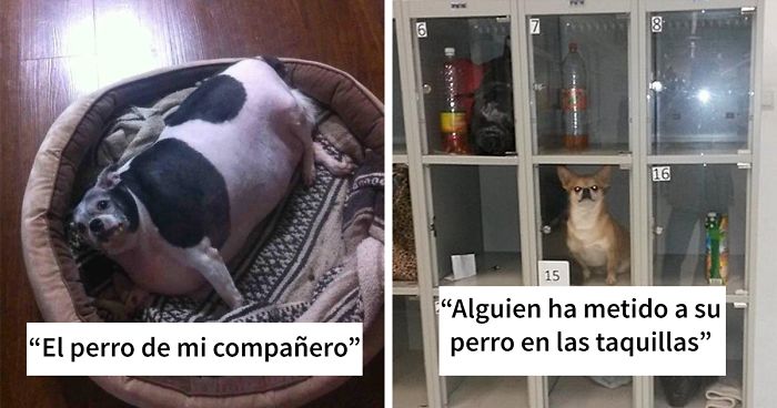 30 Idiotas que no se merecen tener una mascota