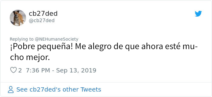 Este perro no podía ni moverse a causa de su pelaje extremadamente enredado, pero consiguieron salvar su vida