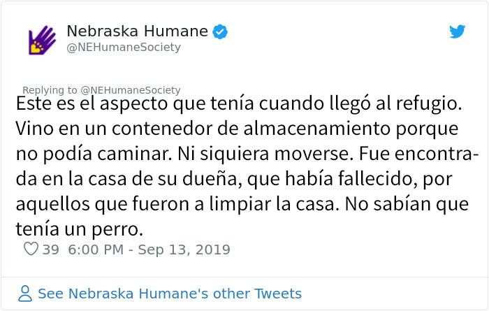 Este perro no podía ni moverse a causa de su pelaje extremadamente enredado, pero consiguieron salvar su vida