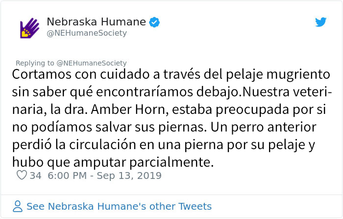 Este perro no podía ni moverse a causa de su pelaje extremadamente enredado, pero consiguieron salvar su vida