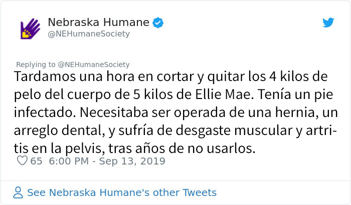 Este perro no podía ni moverse a causa de su pelaje extremadamente enredado, pero consiguieron salvar su vida