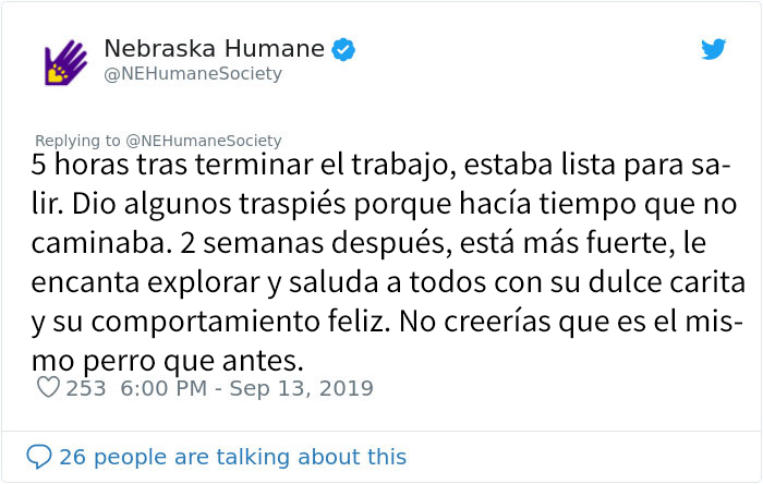 Este perro no podía ni moverse a causa de su pelaje extremadamente enredado, pero consiguieron salvar su vida