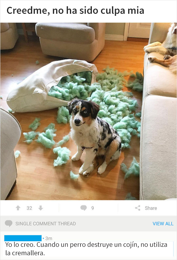 Cuesta Creer El Petshaming Hoy En Día