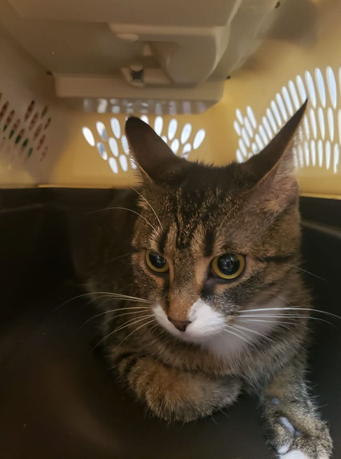Una Mujer Acaba De Lanzar A Este Gato Por Encima De La Valla A Un Jardín Con Dos Perros. Estaba El Pobre Aterrorizado Incapaz De Moverse