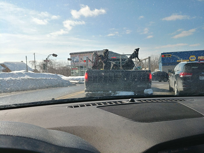 Viajando Con 4 Perros Y Un Gato En La Parte Trasera De La Camioneta A -25ºc