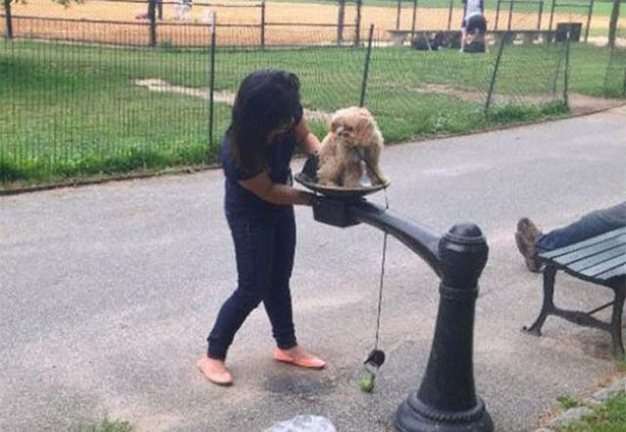 Esta Mujer USA Una Fuente Para Beber Como Bidet Para Su Perro