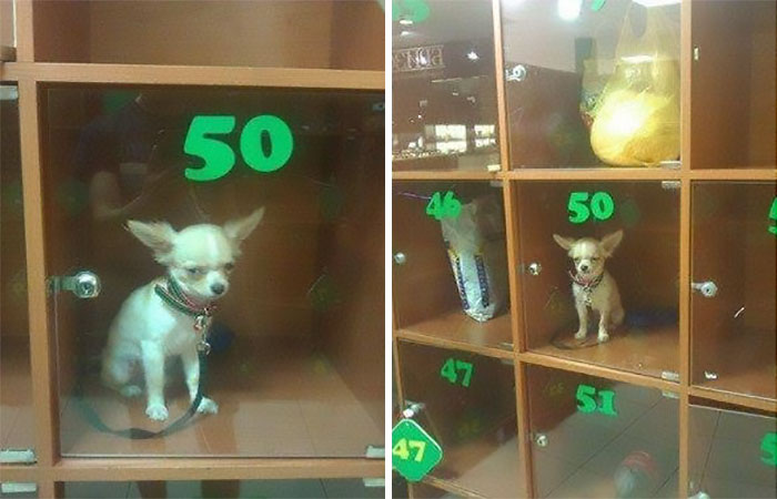 Perro Pequeño Metido En Las Taquillas De Una Tienda