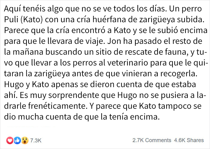 Esta dueña encontró a una cría de zarigüeya colgada del lomo de su perro