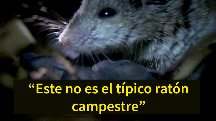 Este es el ratón más hardcore que hayas visto: caza escorpiones y aúlla a la luna