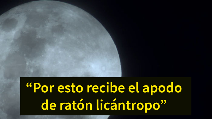 Este es el ratón más hardcore que hayas visto: caza escorpiones y aúlla a la luna