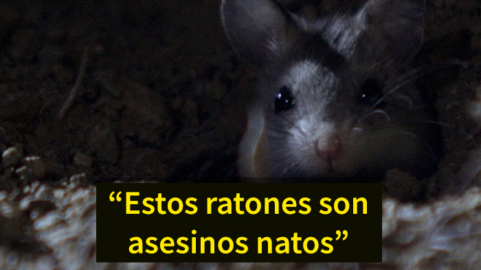 Este es el ratón más hardcore que hayas visto: caza escorpiones y aúlla a la luna