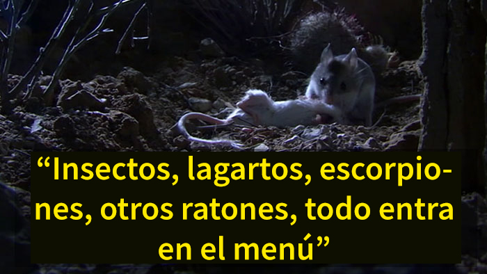 Este es el ratón más hardcore que hayas visto: caza escorpiones y aúlla a la luna