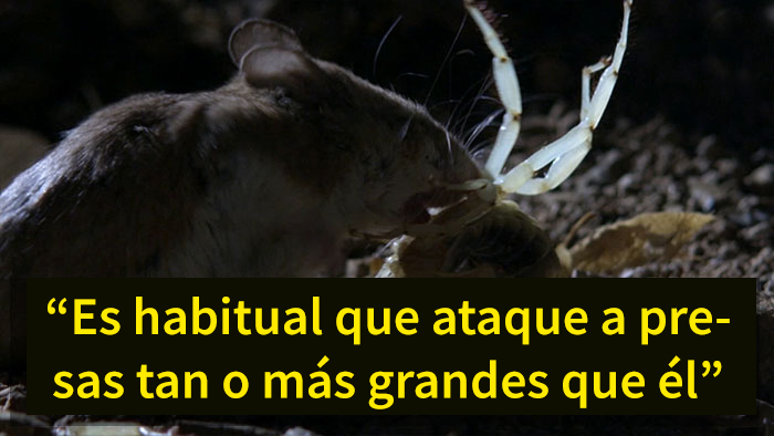 Este es el ratón más hardcore que hayas visto: caza escorpiones y aúlla a la luna